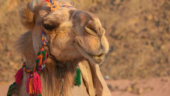 Египет с полет до Хургада - мини почивка в Хургада, круиз по Нил и екскурзия в Кайро с вътрешен полет 2026