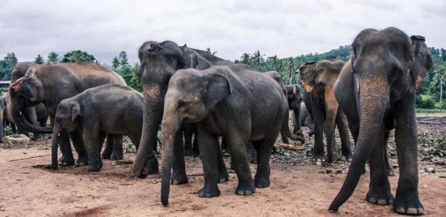 Шри Ланка - март 2026